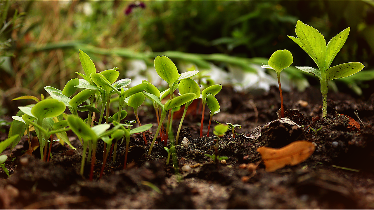 saplings-4504323_1280